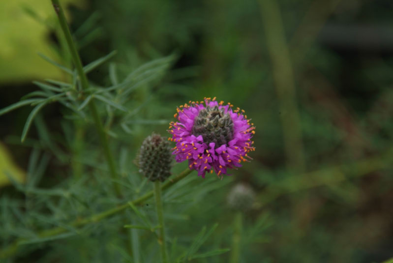 Dalea purpureasyn. Petalostemon purpureum bestellen